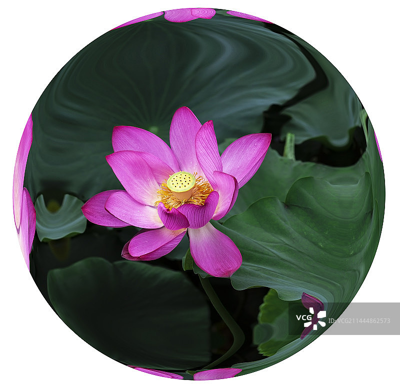 荷花创意图片素材