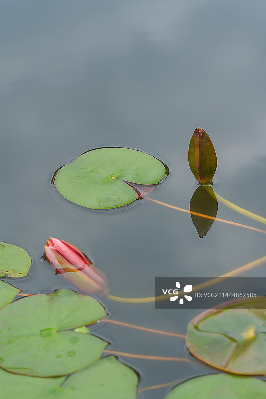 昆明大观公园的池塘中睡莲含苞待放的特写镜头图片素材