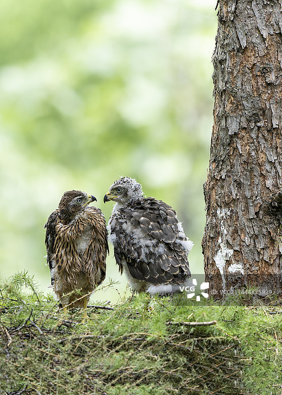 本是同根生图片素材
