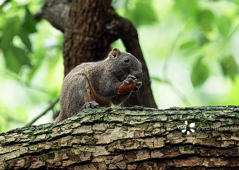树上松鼠的特写镜头图片素材