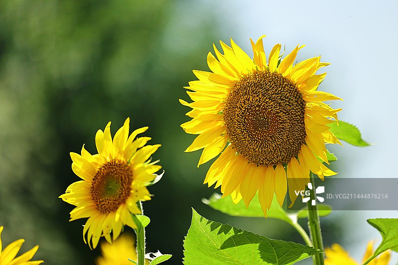 向日葵图片素材