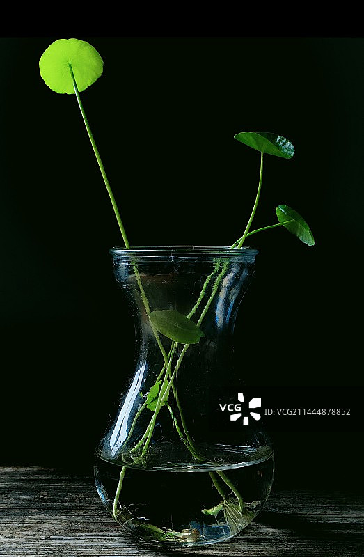 雅·小草图片素材