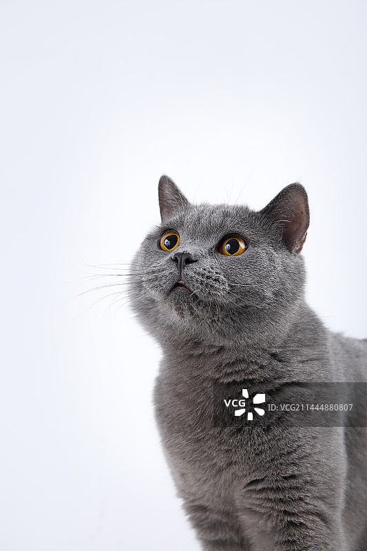 影棚拍摄白底宠物英国短毛猫蓝猫图片素材