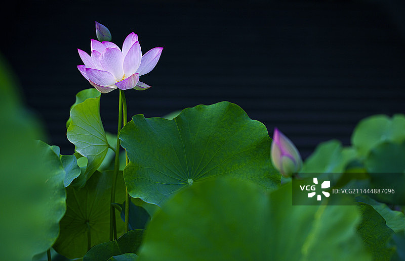 华岩观莲 Lotus in Huayan Temple图片素材