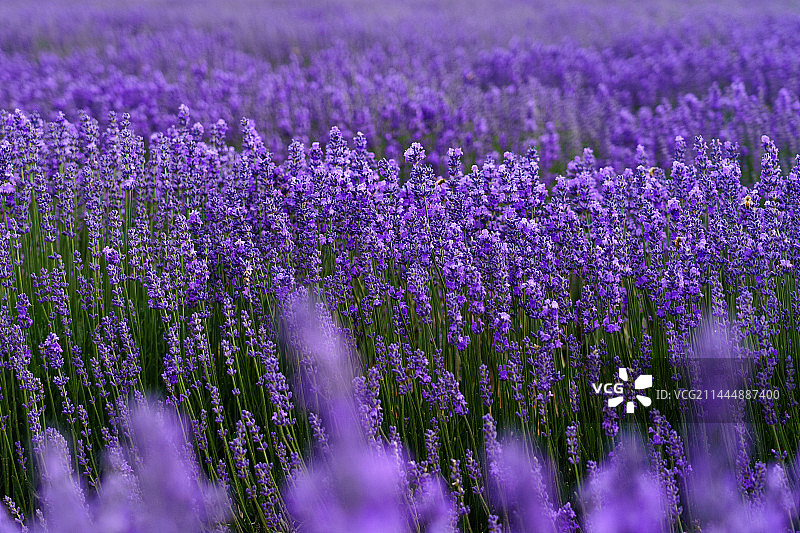 伊犁薰衣草地图片素材