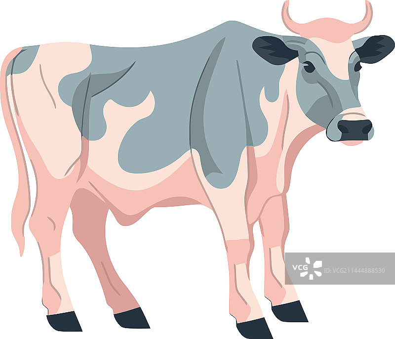 在有机牧场上吃草的可爱卡通牛图片素材