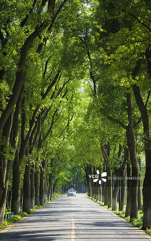 林荫道图片素材