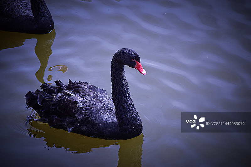 黑天鹅在湖中游泳的特写镜头图片素材