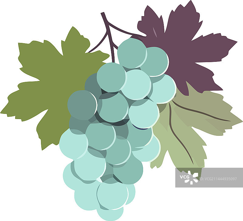 酿酒用的成熟葡萄图片素材