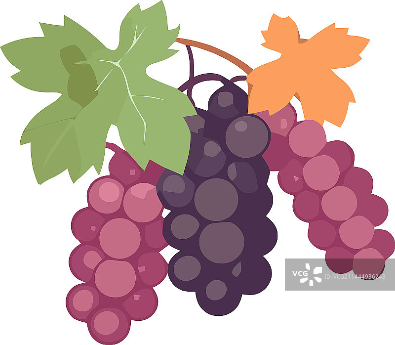 白色背景上的成熟葡萄串图片素材