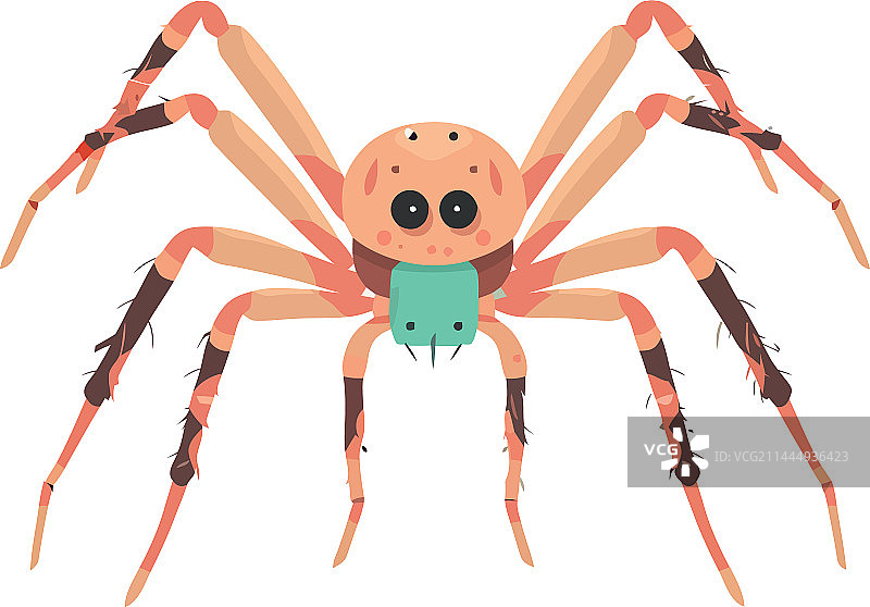 白色背景上的幽灵蜘蛛图片素材