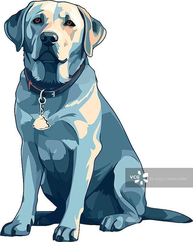 坐着观看的纯种寻回犬图片素材