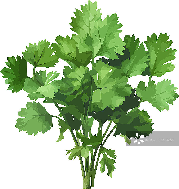 健康饮食的新鲜欧芹图片素材