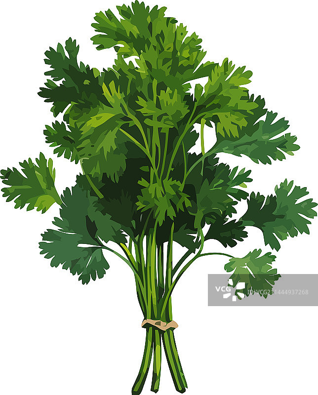用于健康烹饪的欧芹捆图片素材
