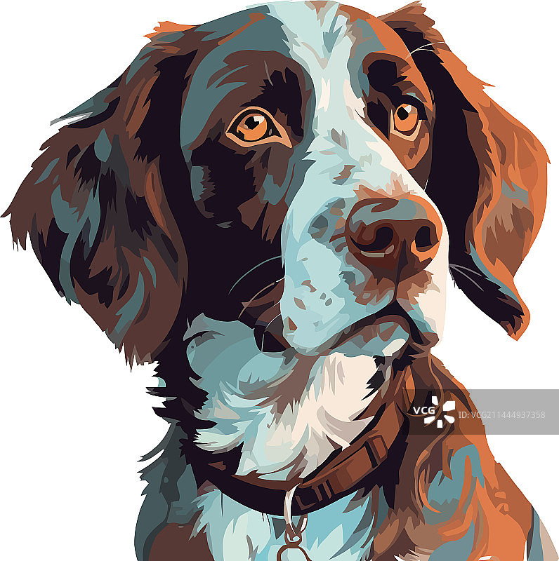 忠诚的纯种寻回犬图片素材