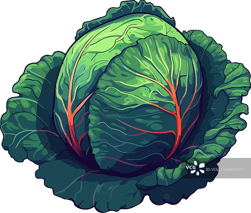新鲜绿色蔬菜卷心菜图片素材
