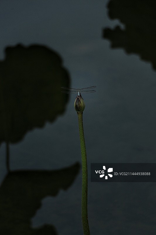 蜻蜓停留在含苞待放的荷花上图片素材