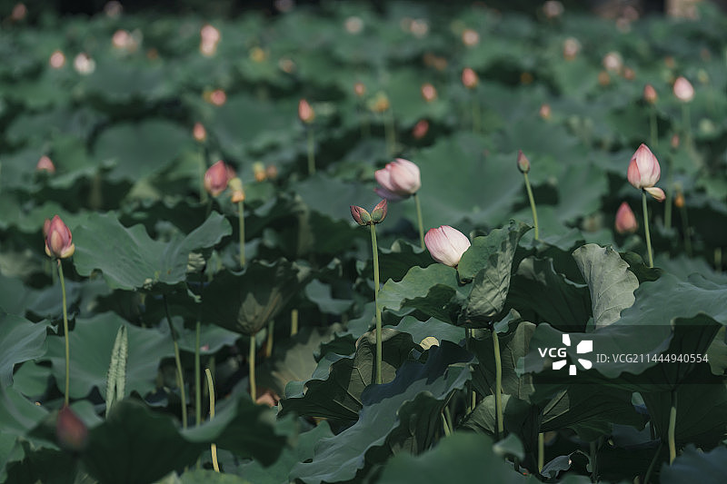 杭州西湖并蒂莲图片素材