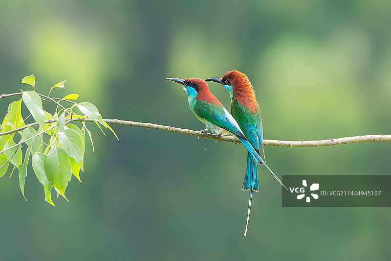 蓝喉蜂虎图片素材