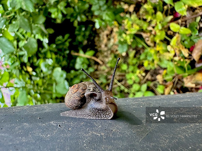 蜗牛特写镜头图片素材