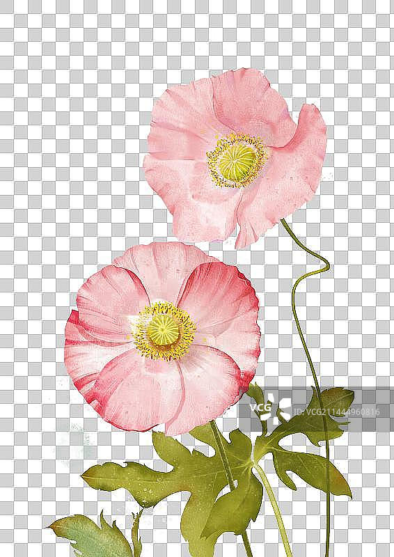水彩 虞美人图片素材