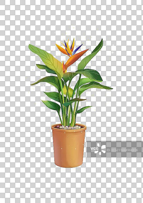 植物盆栽图片素材