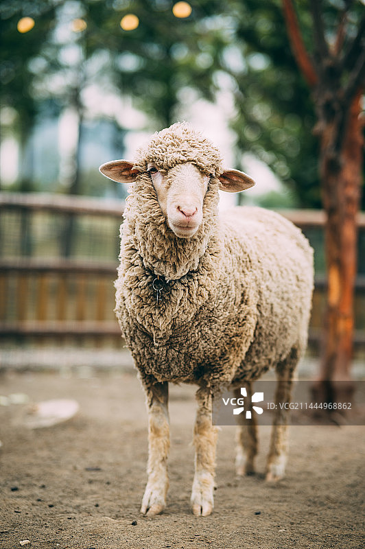 绵羊图片素材