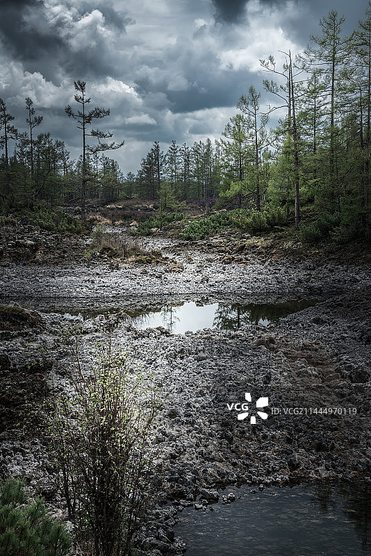 火山灰中的新生命-阿尔山国家森林公园拍摄图片素材
