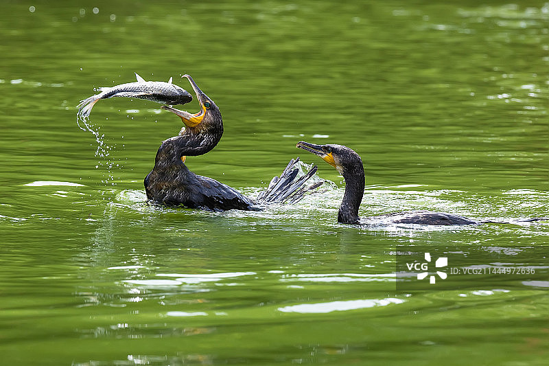 鸬鹚捕鱼图片素材