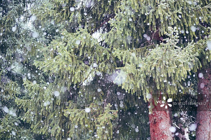 白雪飘舞中的松树图片素材