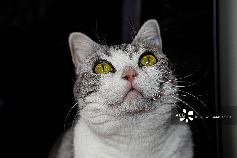 猫-美短图片素材