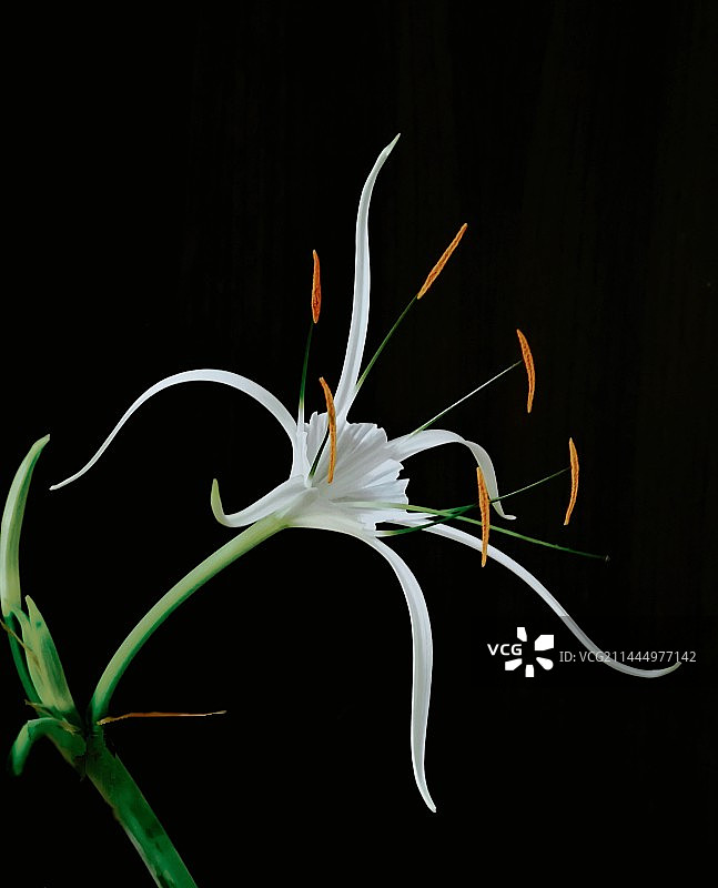 黑色背景下的蜘蛛兰花朵特写镜头图片素材