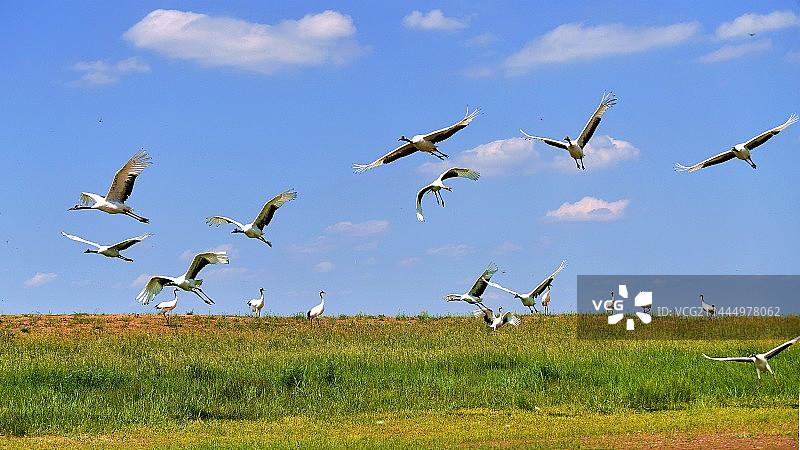 齐齐哈尔市扎龙/放飞丹顶鹤图片素材