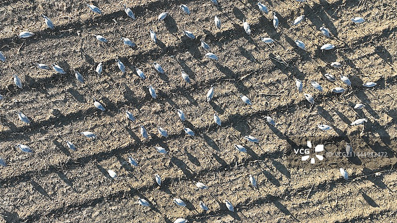 河北张家口市迁徙途中的灰鹤群航拍图片素材