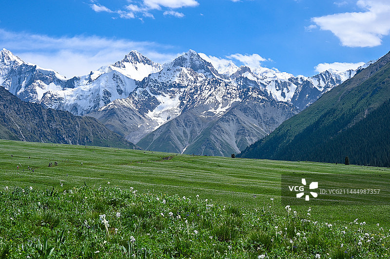 夏天雪山下的草原图片素材