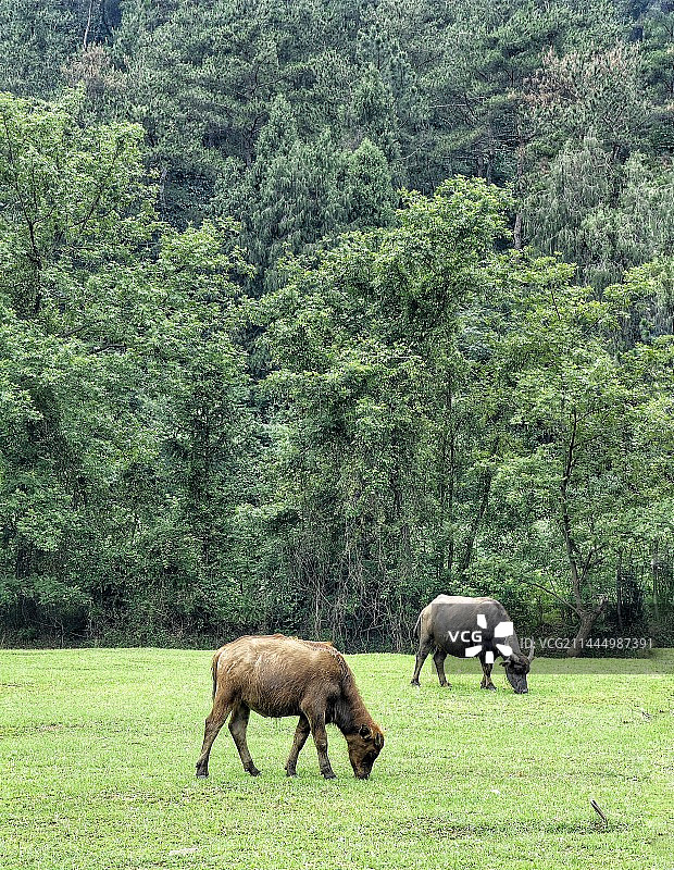 湖北红安杨山河吧“草原"上的牛图片素材