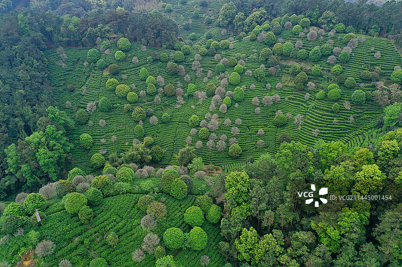 广西昭平县：故乡茶博园春色图片素材