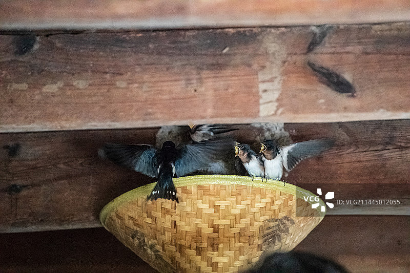 母燕子飞回鸟巢哺乳小燕子图片素材