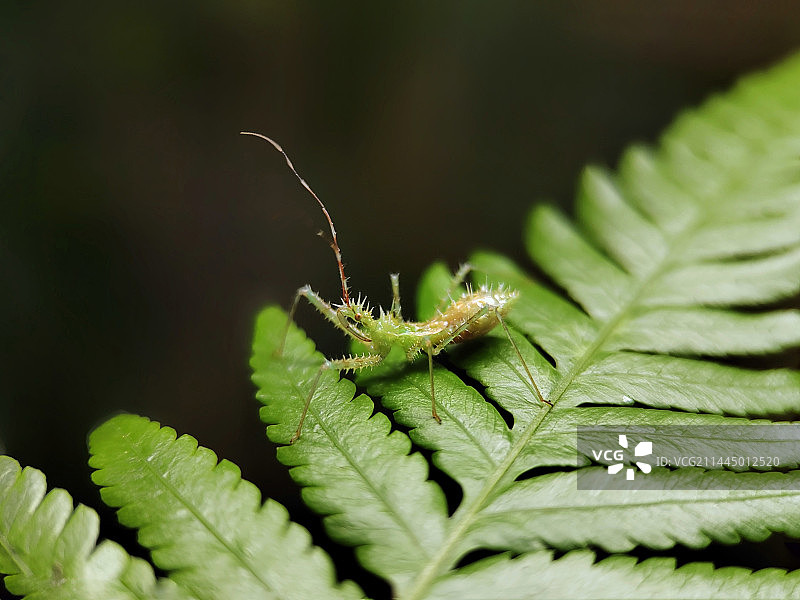 小齿缘刺猎蝽图片素材