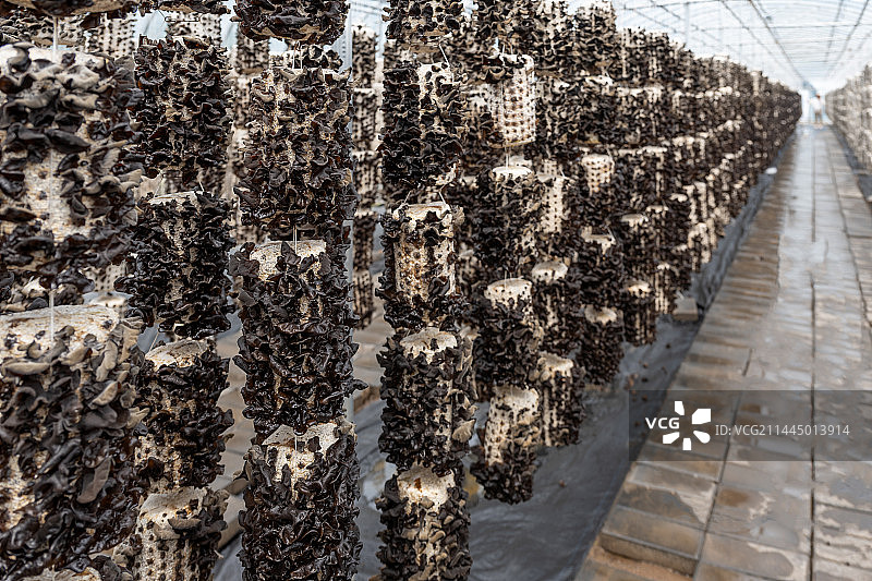 泾源县卡子村生态木耳种植大棚图片素材