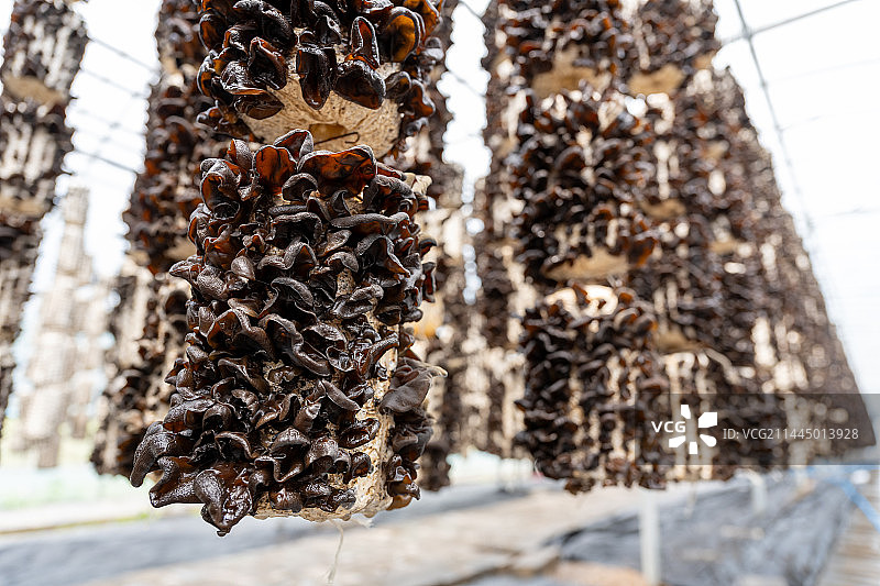 泾源县卡子村生态木耳种植大棚图片素材