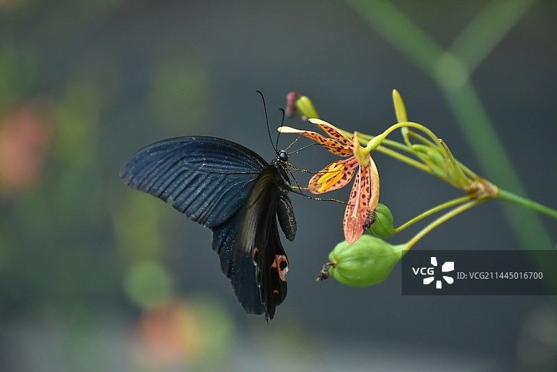 蝶恋花系列之蝴蝶与射干 （4.2－4）同一场景中，翅膀扇动，在定格的那一瞬间，会呈现不同的形态。图片素材