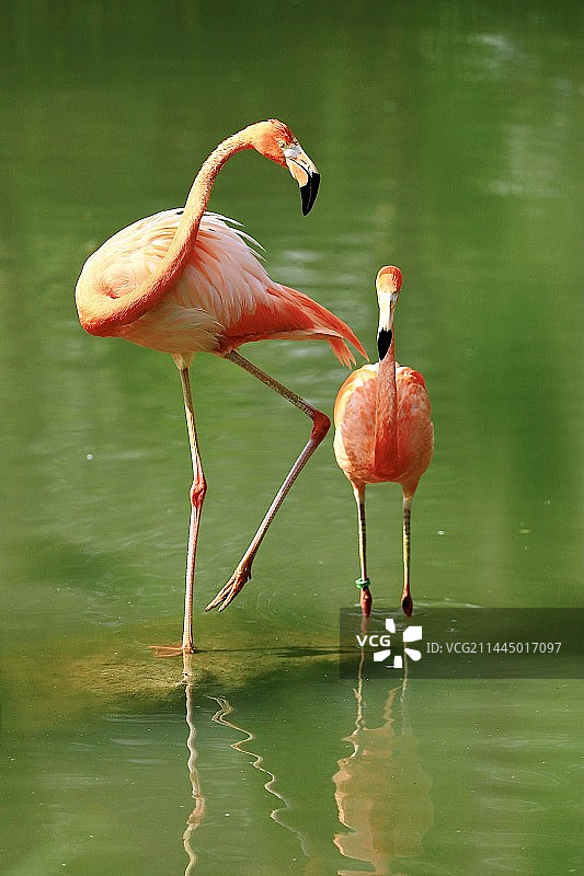 湖中火烈鸟的特写镜头图片素材
