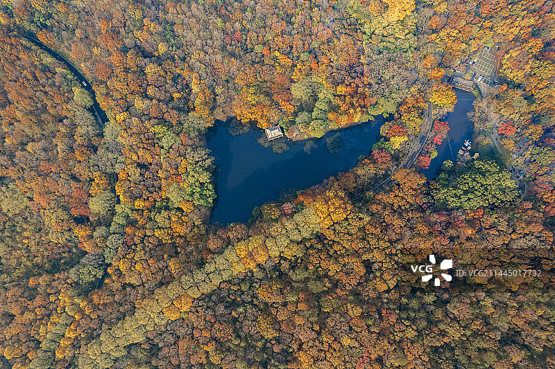 秋日航拍南京钟山风景区流徽榭图片素材