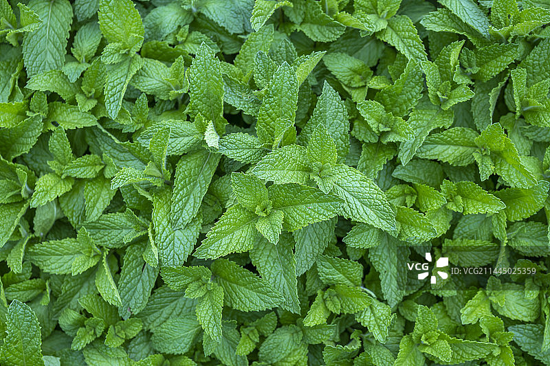 植物薄荷特写绿色背景图片素材