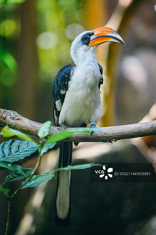 德氏弯嘴犀鸟图片素材