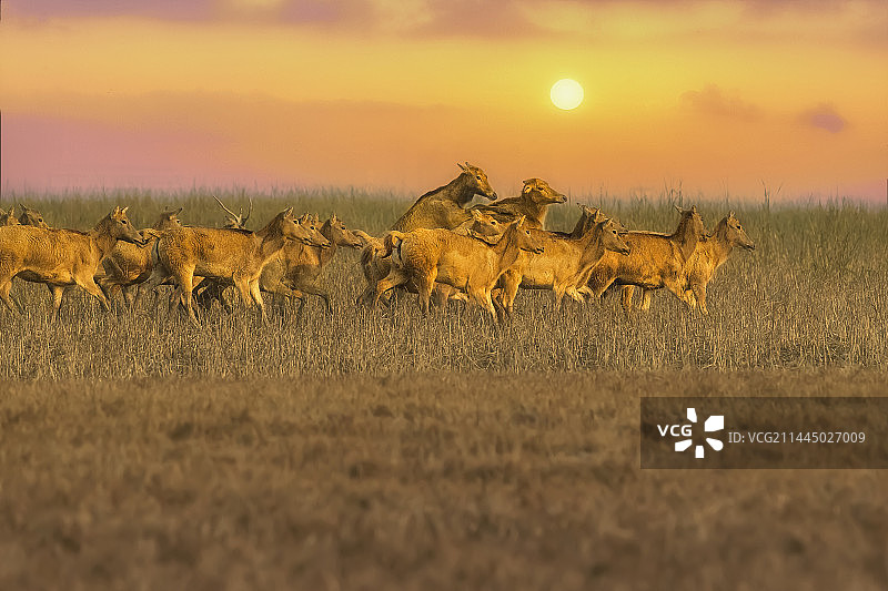 麝鹿----逐鹿海滩图片素材