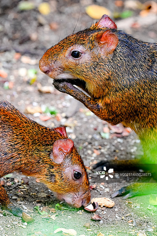 南美刺豚鼠图片素材