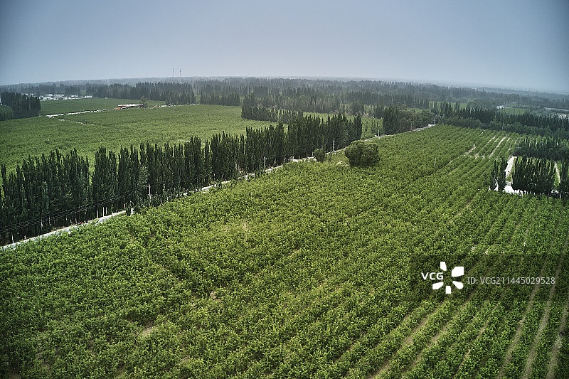 新疆若羌县红枣林航拍图片素材