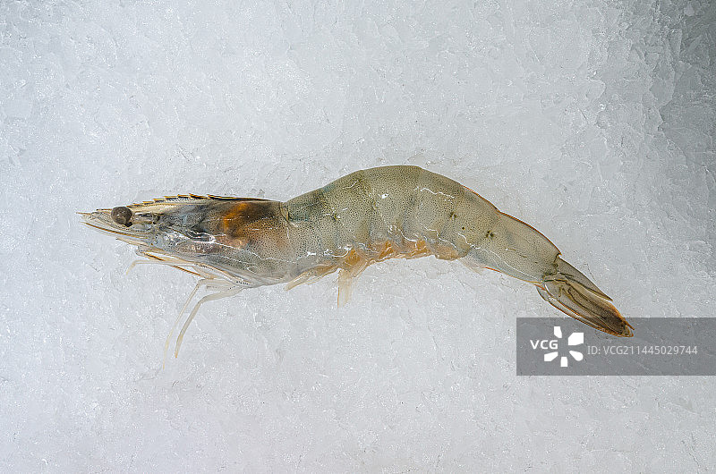 生鲜河虾图片素材